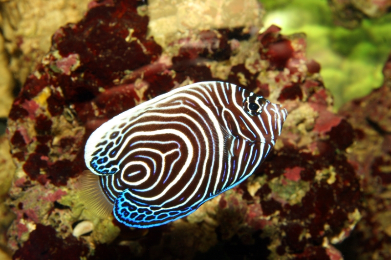 Pomacanthus imperator (emperor angelfish), Aquarium 1.jpg - Pomacanthus imperator (emperor angelfish)